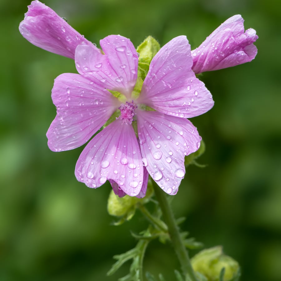 Muskuskaasjeskruid (Malva moschata) zaden