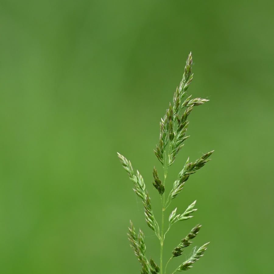 Veldbeemdgras (Poa pratensis ssp. pratensis) zaden