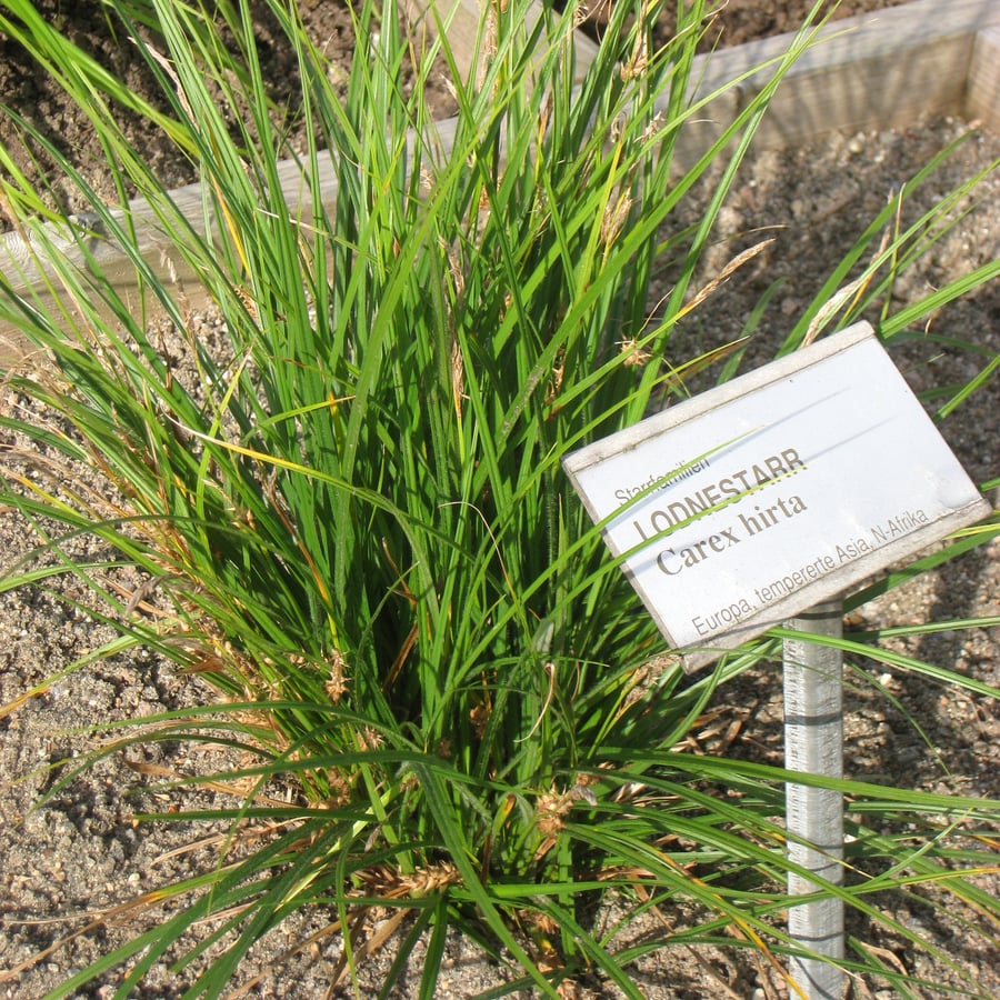 Ruige zegge (Carex hirta) zaden