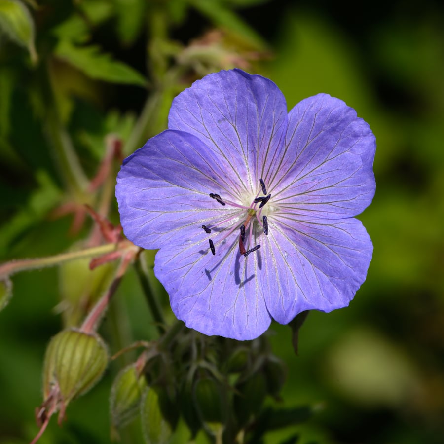 Beemdooievaarsbek (Geranium pratense) zaden