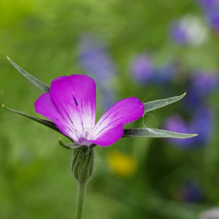 Bolderik BIO (Agrostemma githago) zaden