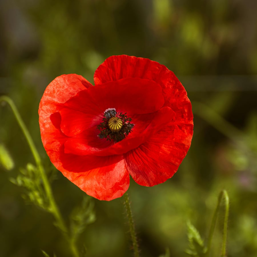 Grote klaproos BIO (Papaver rhoeas) zaden