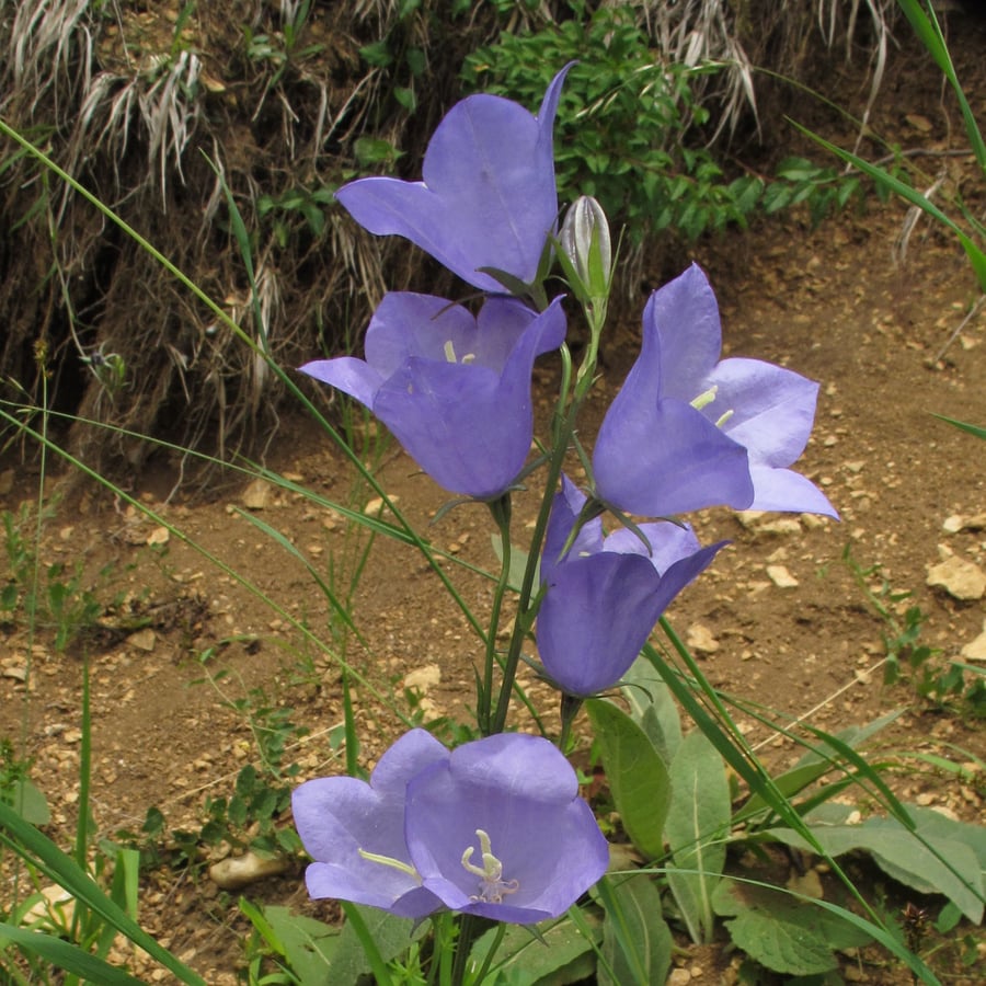 Prachtklokje (Campanula persicifolia) zaden