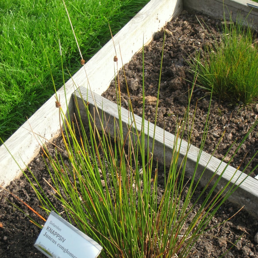 Biezeknoppen (Juncus conglomeratus) zaden