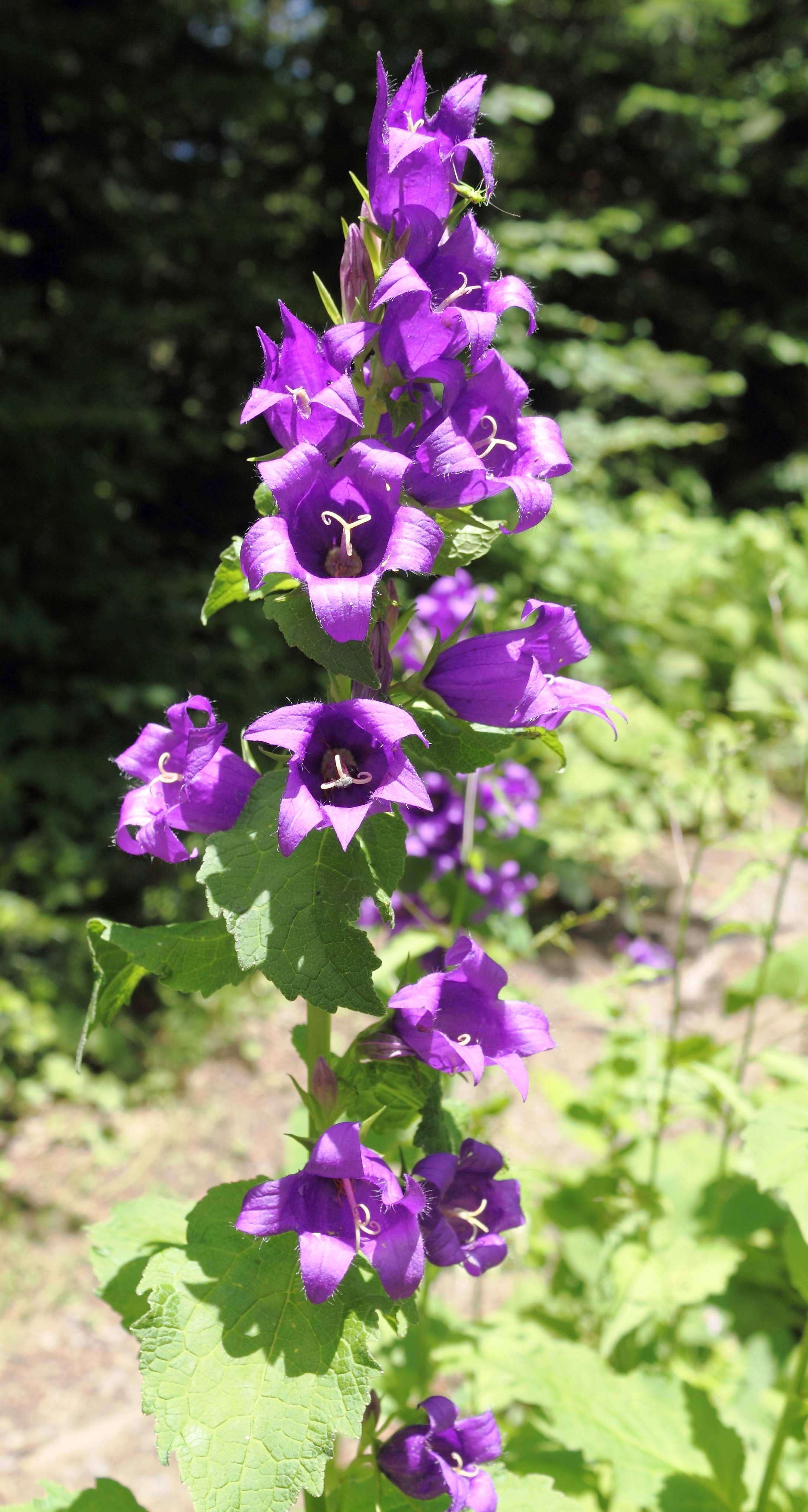 Ruig klokje (Campanula trachelium) zaden