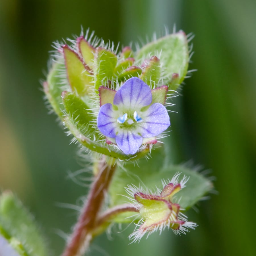 Klimopereprijs (Veronica hederifolia) zaden