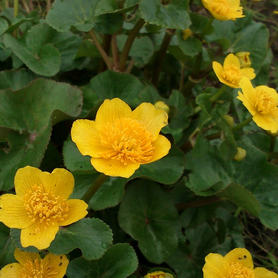Gewone dotterbloem (Caltha palustris ssp. palustris) zaden