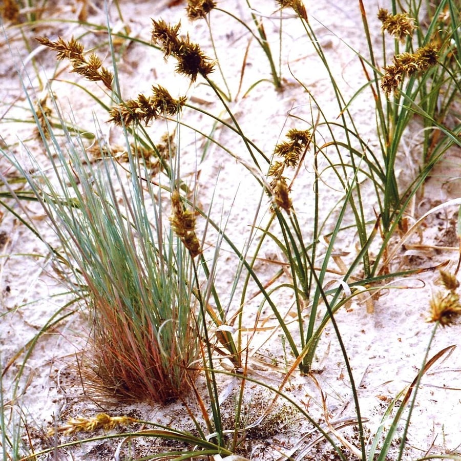 Zandzegge (Carex arenaria) zaden