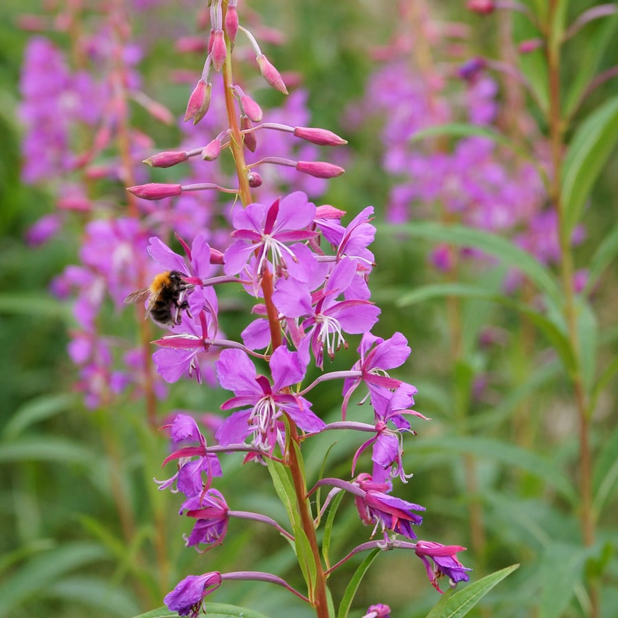 Wilgenroosje (Chamaenerion angustifolium) zaden