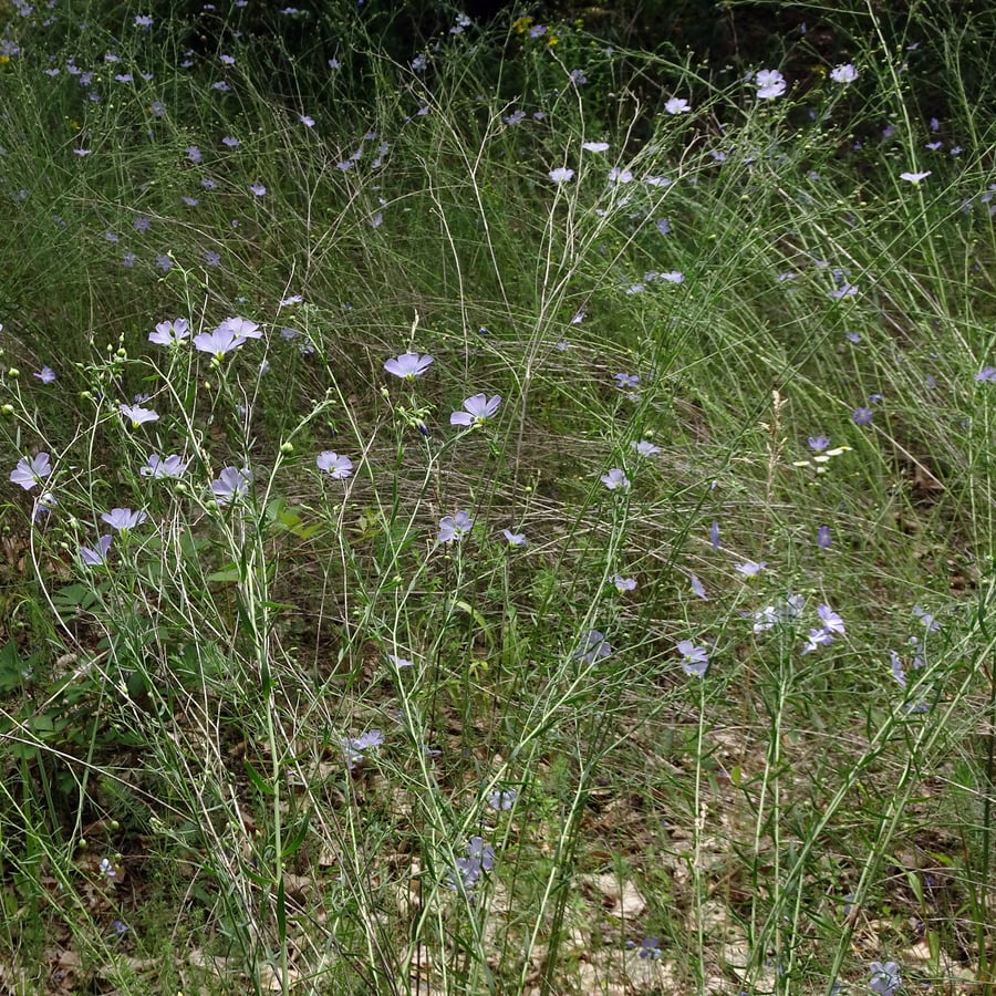 Overblijvend vlas (Linum perenne) zaden
