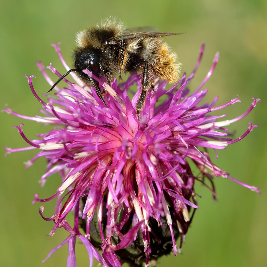 Grote centaurie (Centaurea scabiosa) zaden
