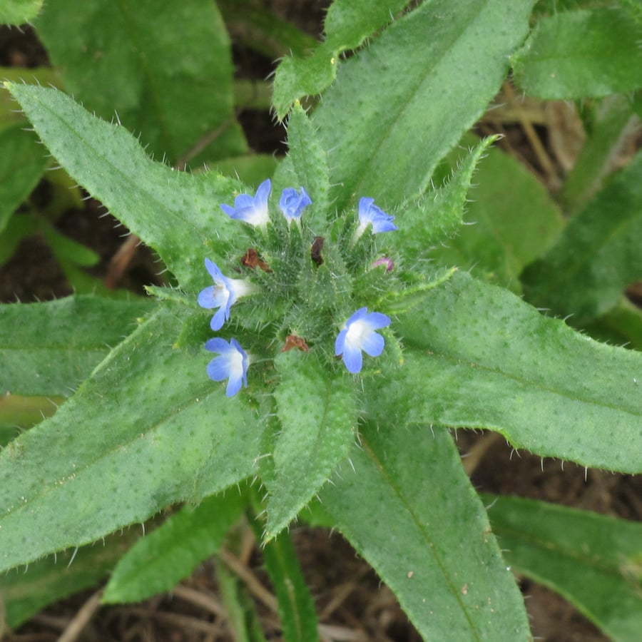 Kromhals (Anchusa arvensis) zaden
