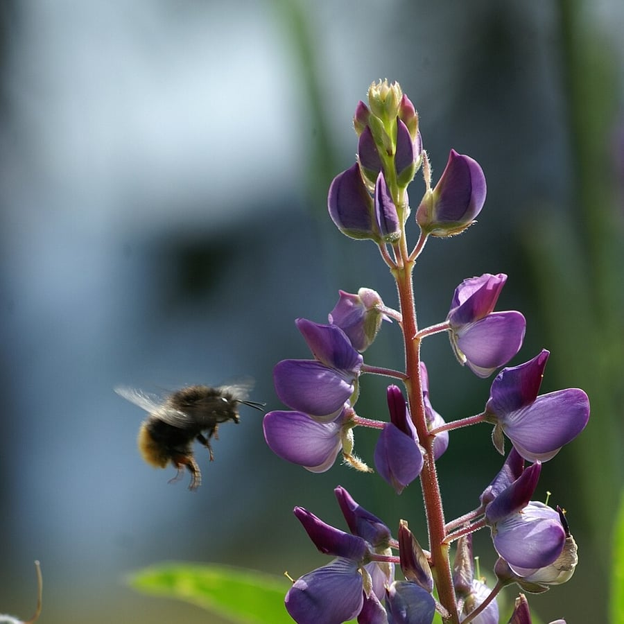 Blauwe lupine (Lupinus angustifolius) zaden