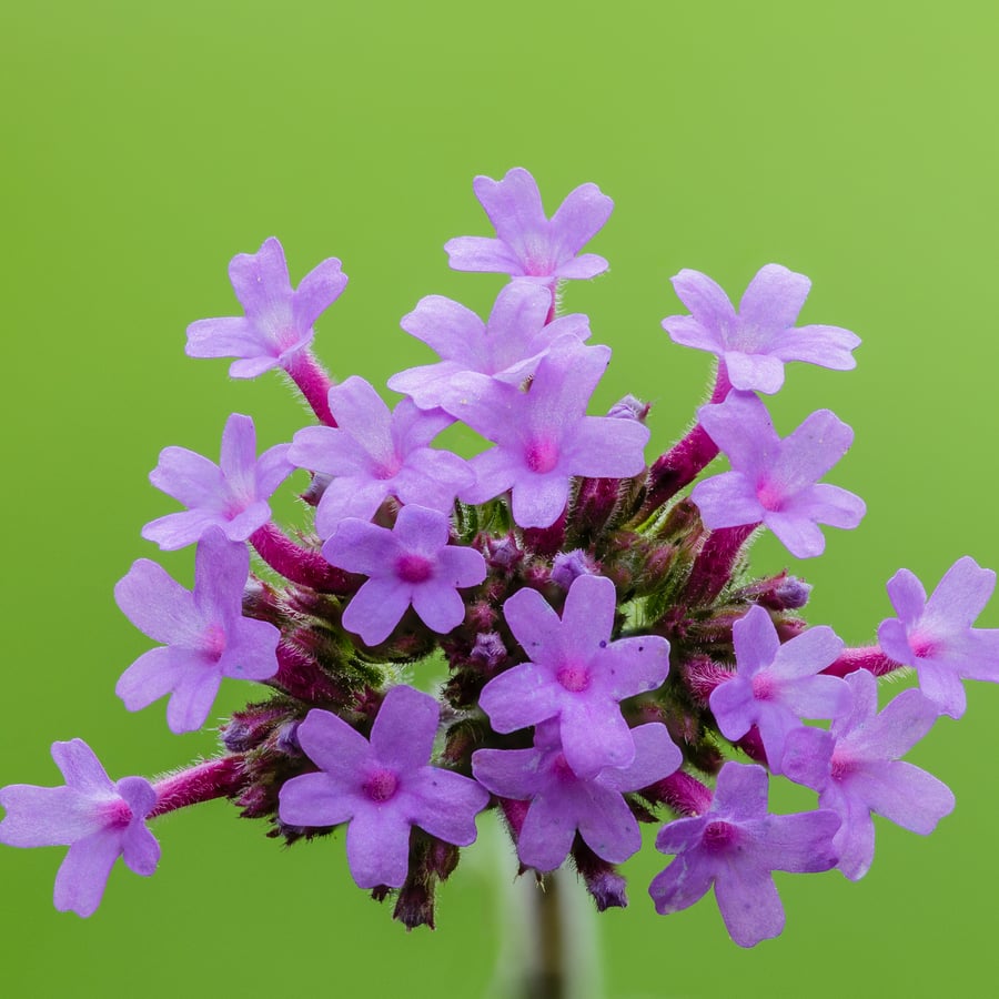 Stijf ijzerhard (Verbena bonariensis) zaden