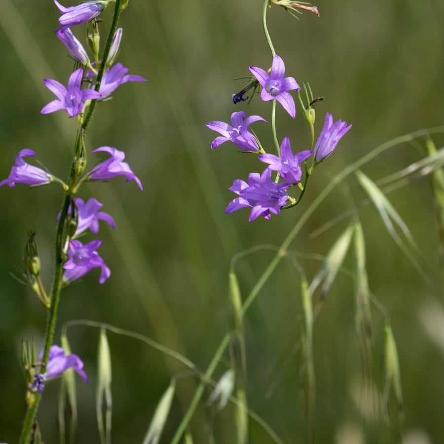 Rapunzelklokje (Campanula rapunculus) zaden