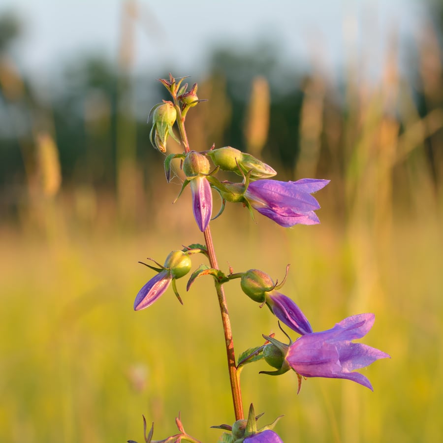 Akkerklokje (Campanula rapunculoides) zaden