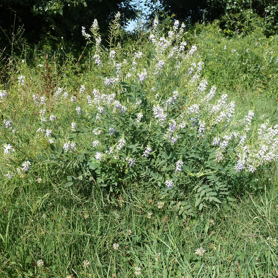 Galega (Galega officinalis) zaden