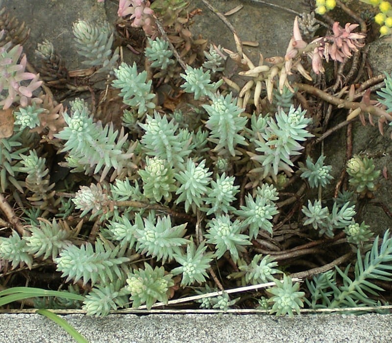 Tripmadam (Sedum rupestre) zaden