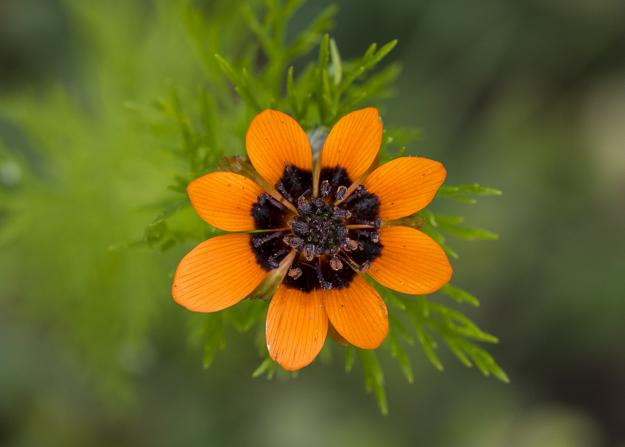 Zomeradonis (Adonis aestivalis) zaden