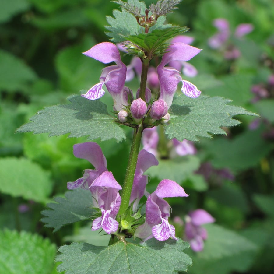 Gevlekte dovenetel (Lamium maculatum) zaden