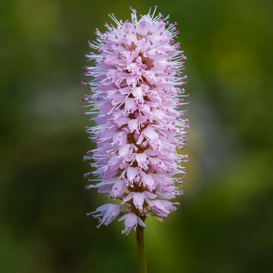Adderwortel (Persicaria bistorta) zaden