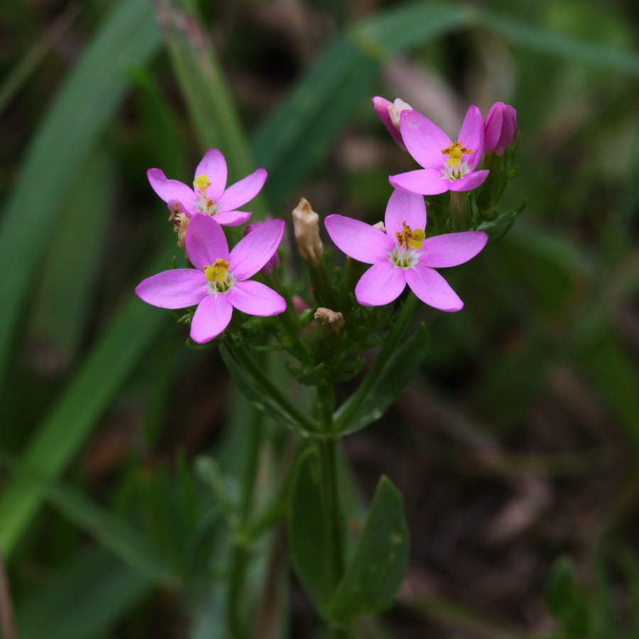 Echt duizendguldenkruid (Centaurium erythraea) zaden