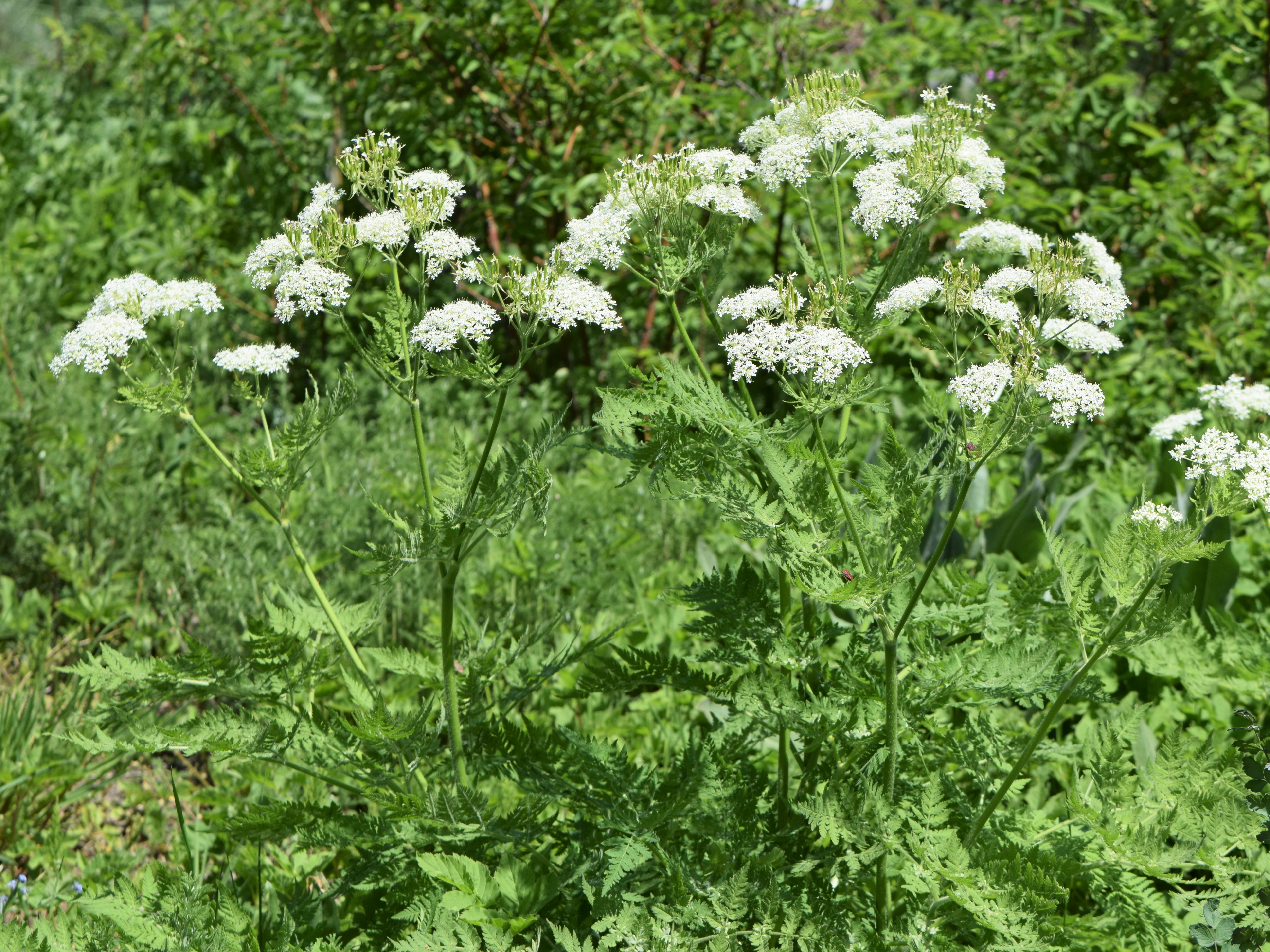 Roomse kervel (Myrrhis odorata) zaden