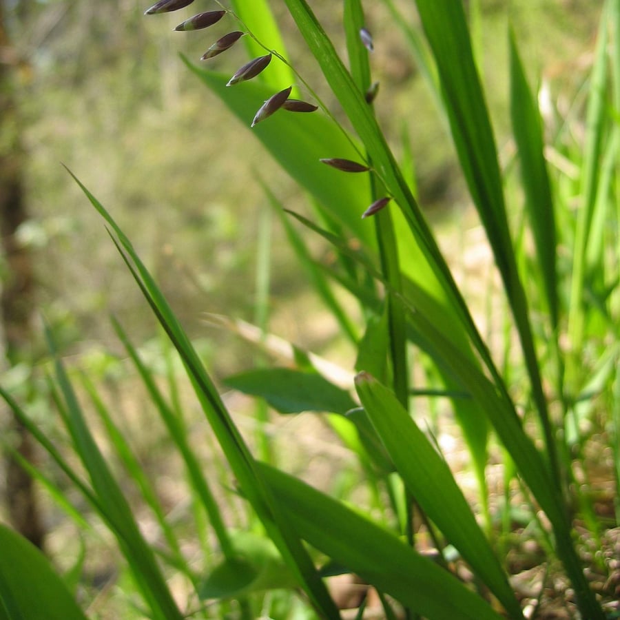 Knikkend parelgras (Melica nutans) zaden