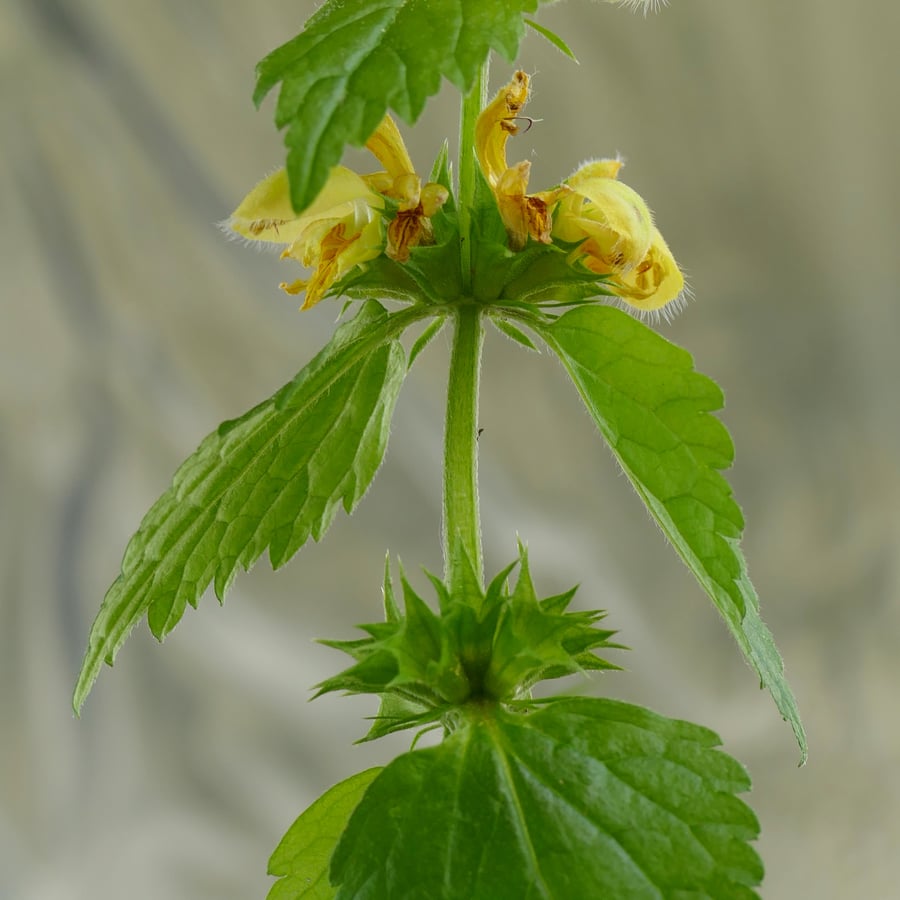 Gele dovenetel (Lamiastrum galeobdolon) zaden