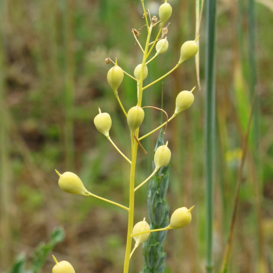 Huttentut (Camelina sativa) zaden