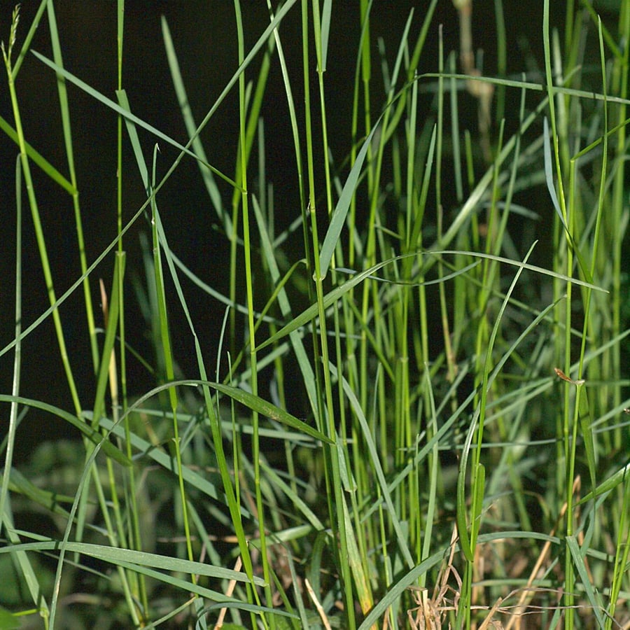Schaduwgras (Poa nemoralis) zaden