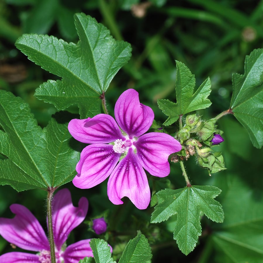 Groot kaasjeskruid (Malva sylvestris) zaden