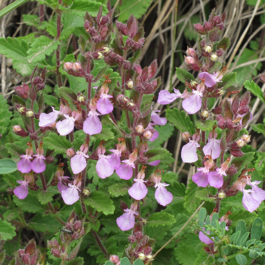 Echte gamander (Teucrium chamaedrys) zaden