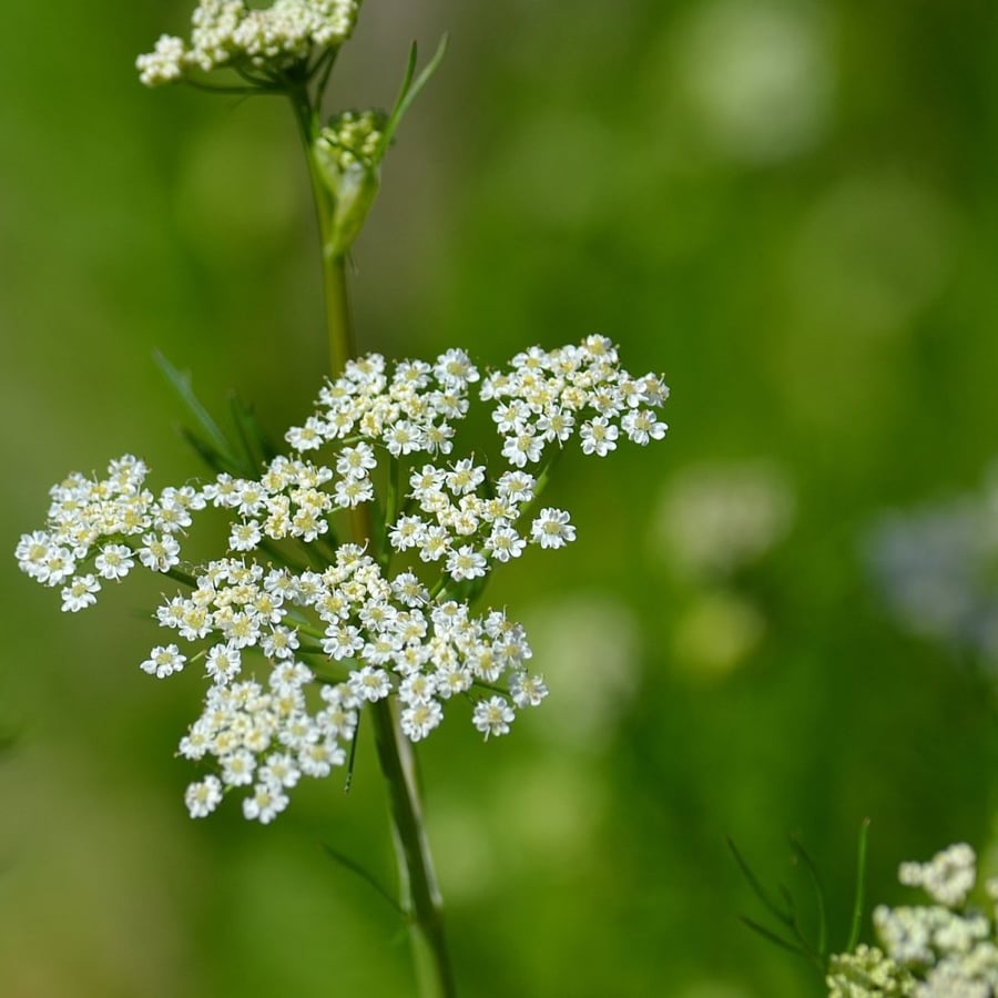 Karwij BIO (Carum carvi) zaden