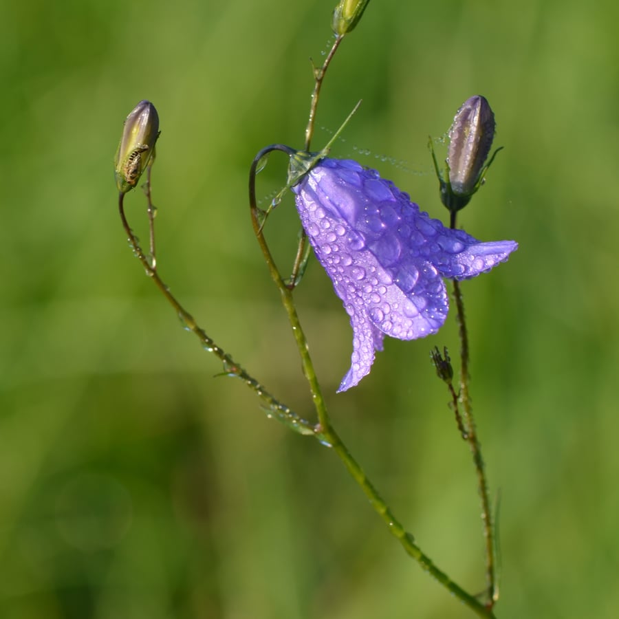 Grasklokje (Campanula rotundifolia) zaden