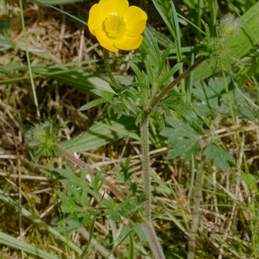 Knolboterbloem (Ranunculus bulbosus) zaden