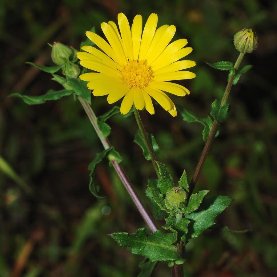 Akkergoudsbloem (Calendula arvensis) zaden