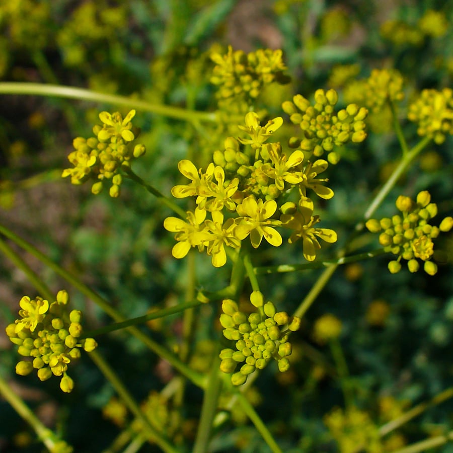 Wede BIO (Isatis tinctoria) zaden