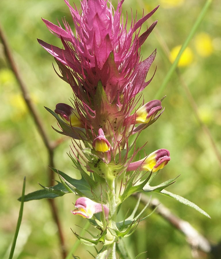 Wilde weit (Melampyrum arvense) zaden