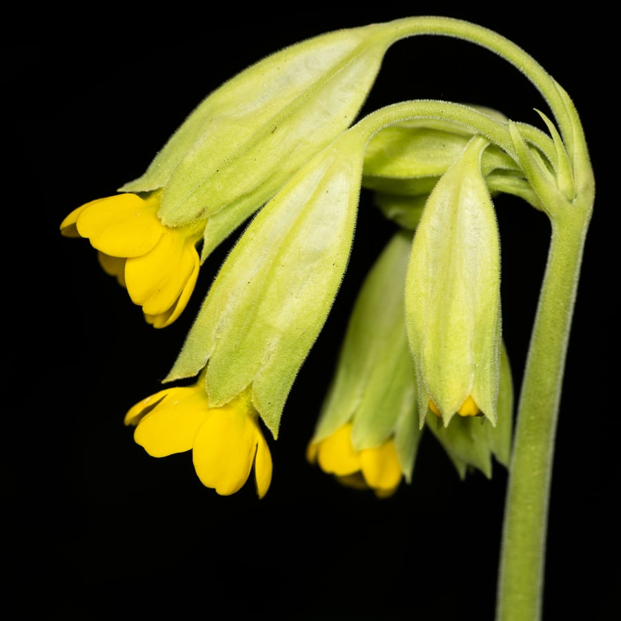 Gulden sleutelbloem (Primula veris) zaden