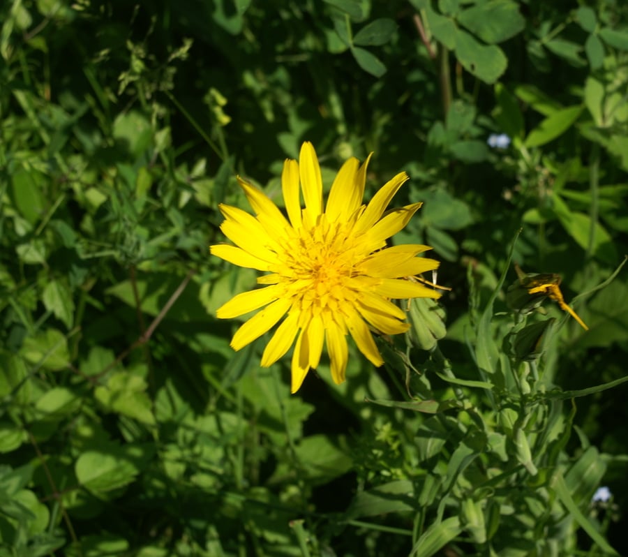 Gele morgenster (Tragopogon pratensis ssp. pratensis) zaden