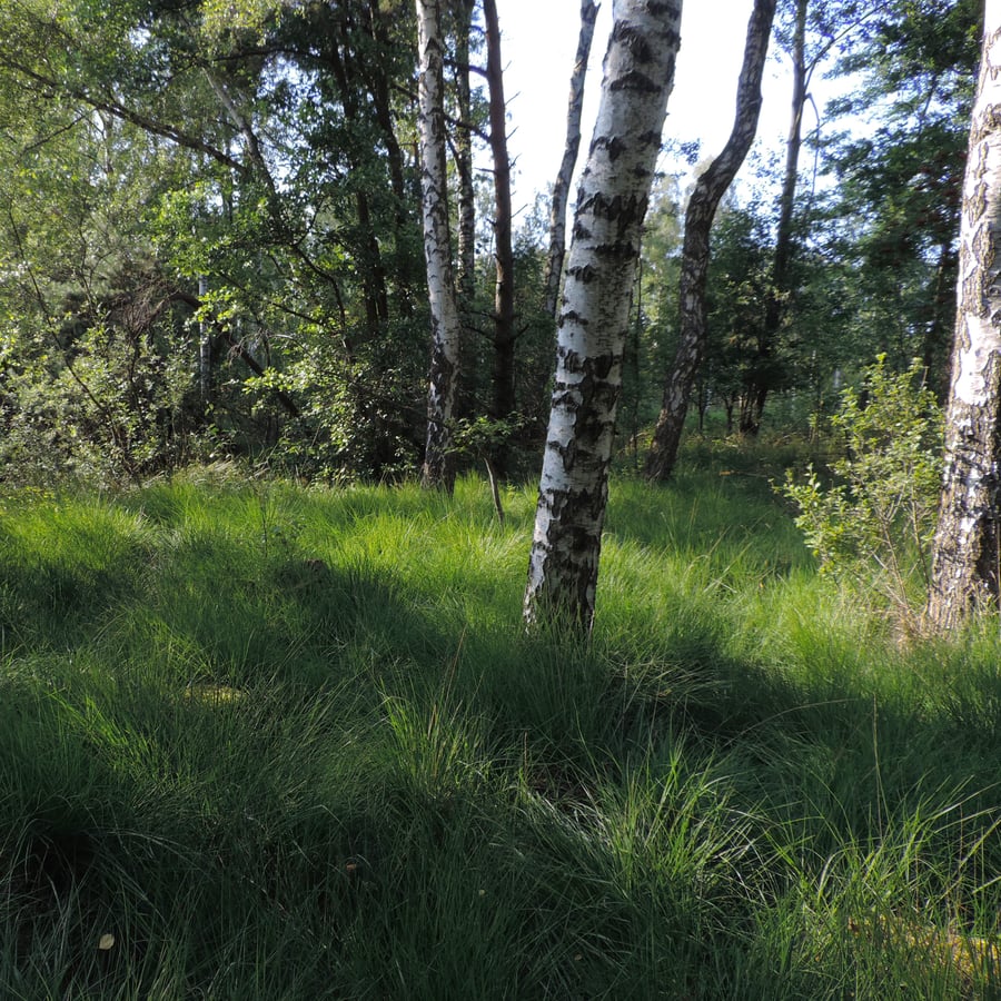 Molinia caerulea (Pijpenstrootje) zaden