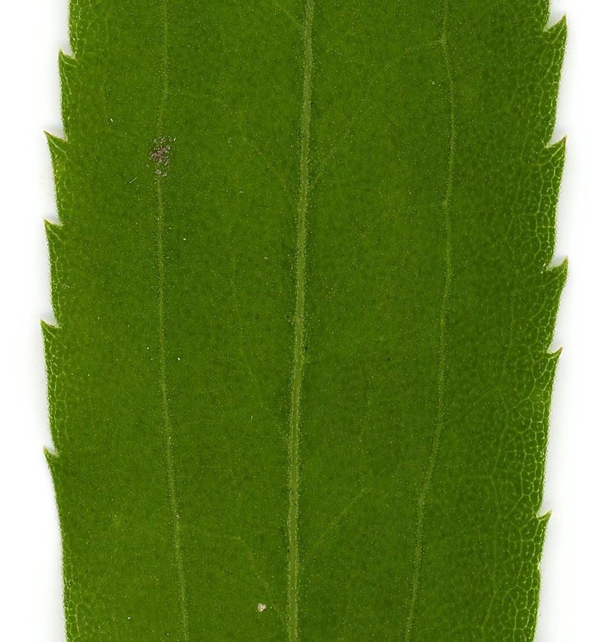 Canadese guldenroede (Solidago canadensis) zaden