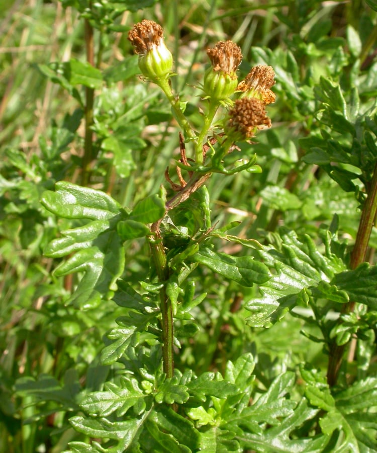 Viltig kruiskruid (Jacobaea erucifolia) zaden