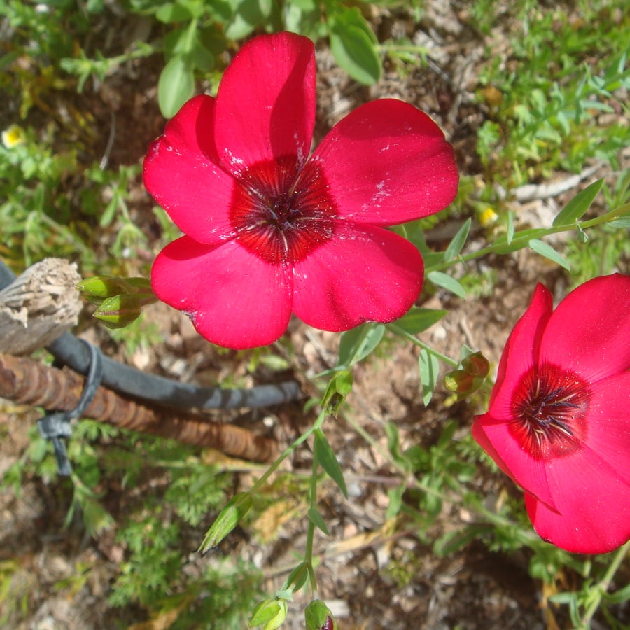 Rood vlas (Linum grandiflorum) zaden