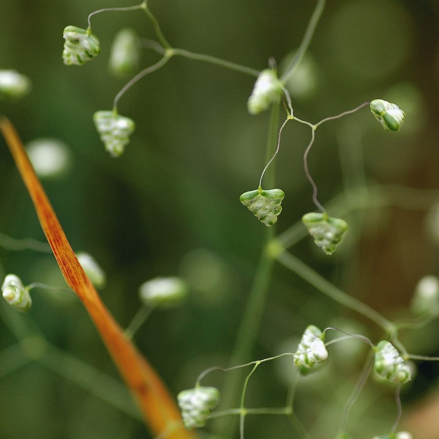 Klein trilgras (Briza minor) zaden