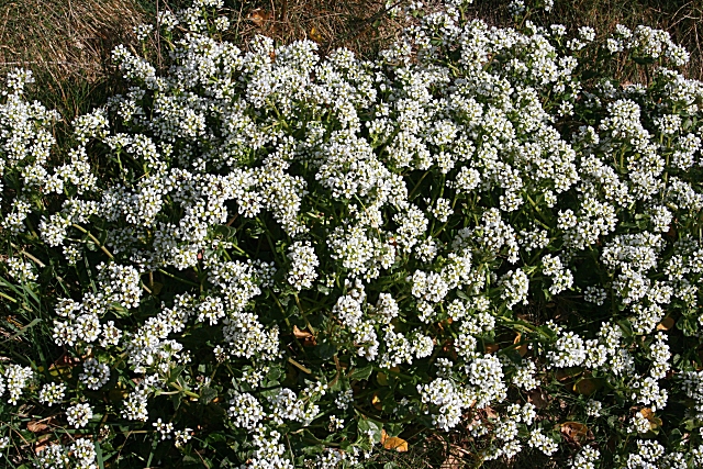 Echt lepelblad (Cochlearia officinalis) zaden