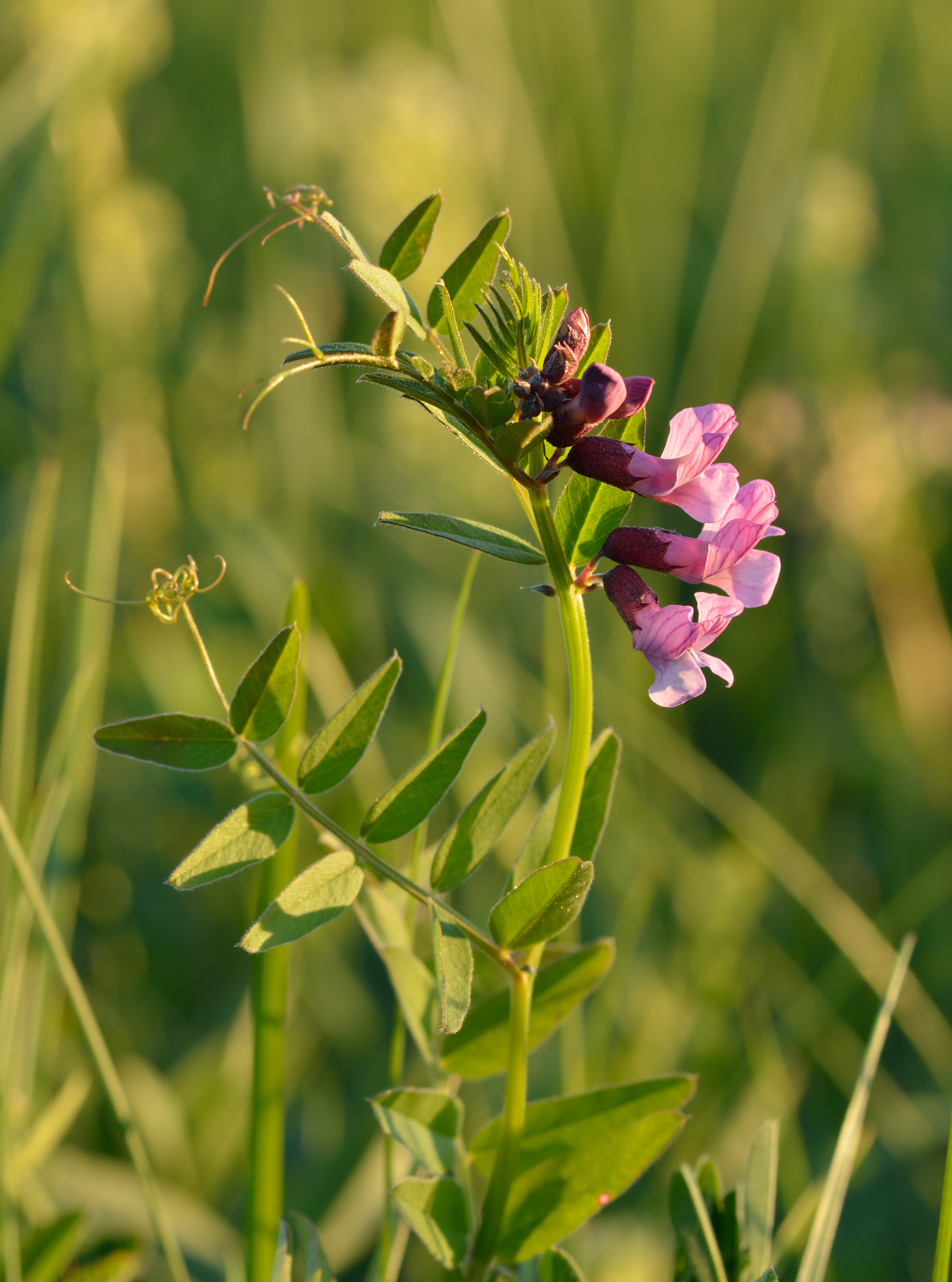 Heggenwikke (Vicia sepium) zaden