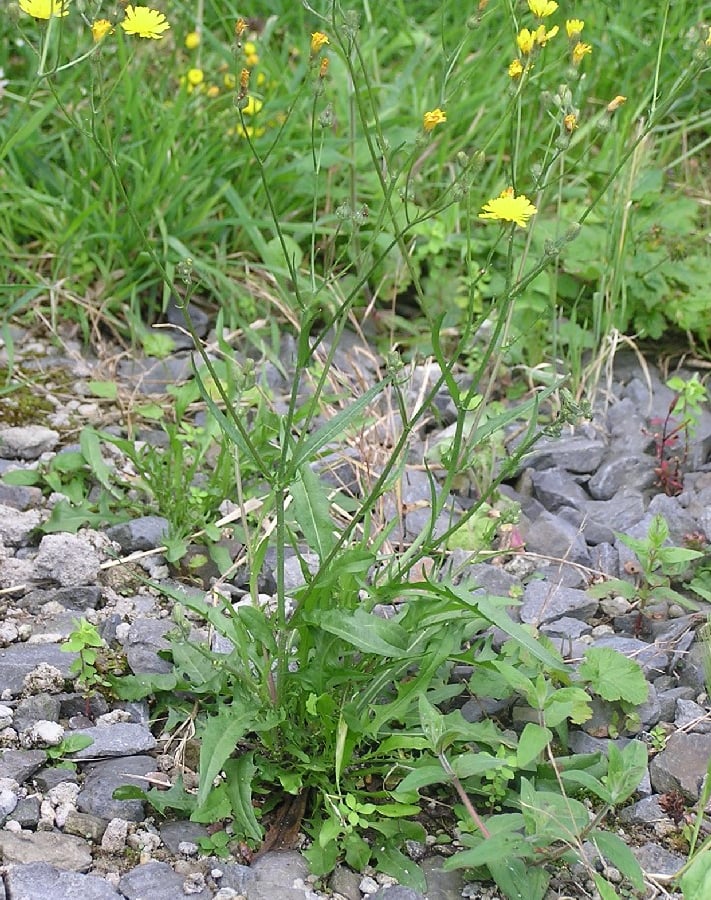 Klein streepzaad (Crepis capillaris) zaden