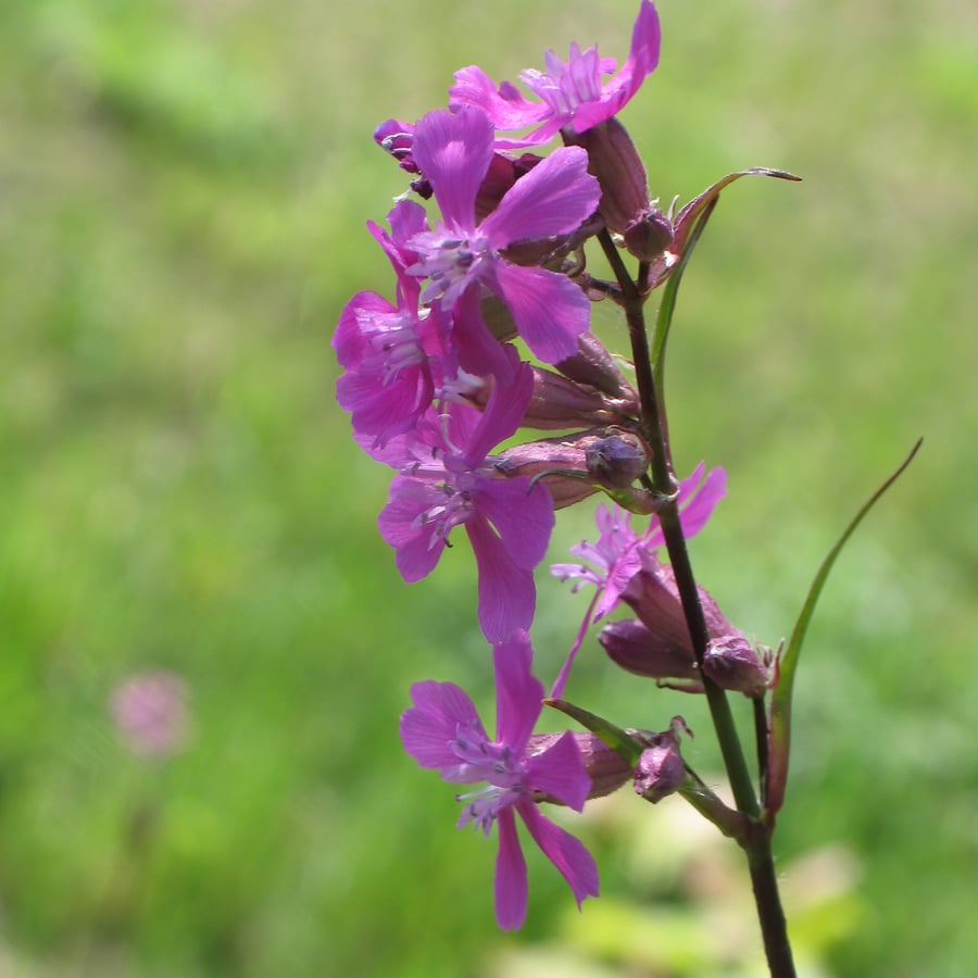Rode pekanjer (Silene viscaria) zaden